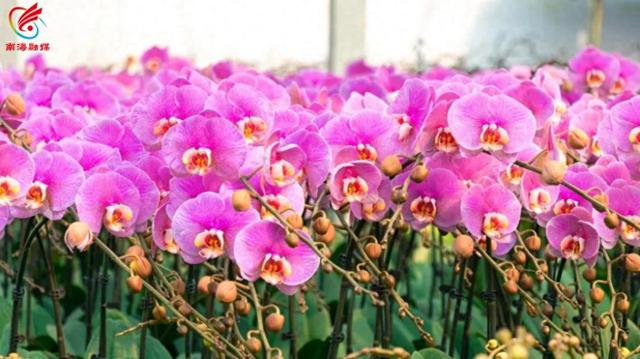 最高奖金6000元！南海花博园邀你拍视频赢大奖！