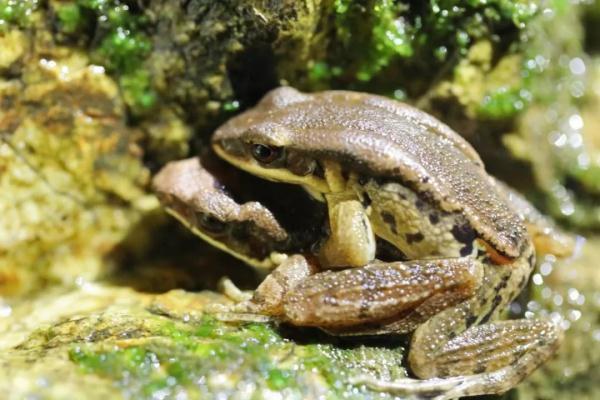 青蛙的外表鸟的嗓子，这个物种中国特有，你见过吗？