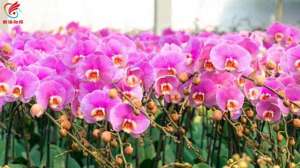 邀拍(最高奖金6000元南海花博园邀你拍视频赢大奖)