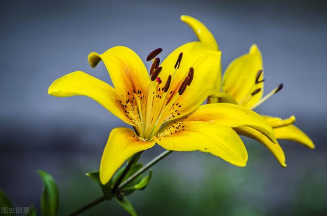 百合百合百年好合