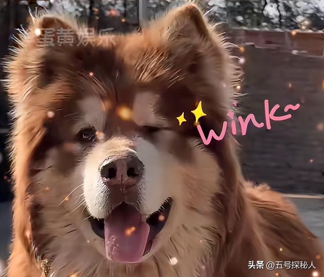 后续！潘宏网红狗艾特洗澡死亡：直播回放流出，拼命挣扎被无视