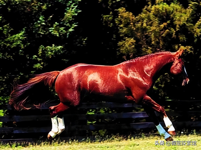 你知道金庸剧中的灵兽谁最强吗？雌雄白雕排在第五，神雕屈居第二