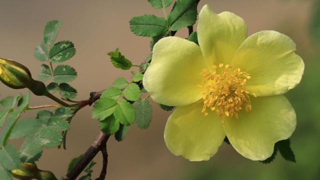 金牛座有哪些坏习惯？