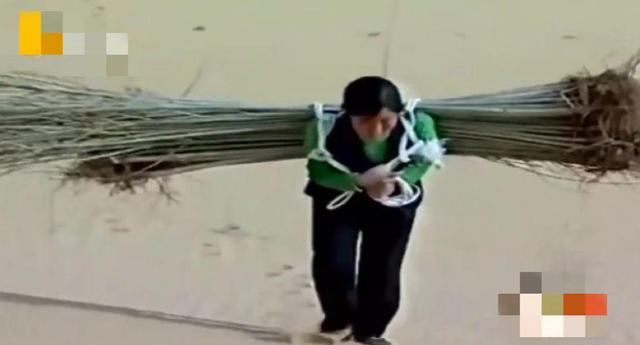 “沙漠之花”殷玉珍：宁肯种树累死，也不叫沙欺负死。