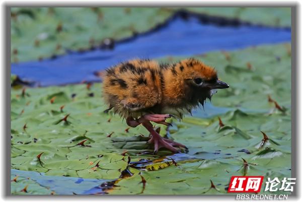“铁掌水上漂”原来是真的！须浮鸥告诉你怎么在水面上闲庭信步