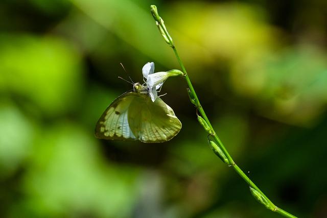 （外代一线）五颜六色的蝴蝶