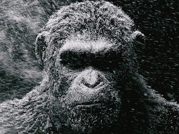 《猩球崛起》三部曲，两大智慧种族碰撞，人类是怎么把自己作没的