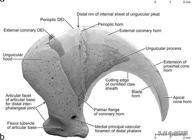 猫咪的指甲为什么会脱落?这7个冰岛级的冷知识你都知道吗?