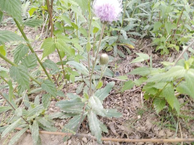 忆童年 话说蓟菜芽