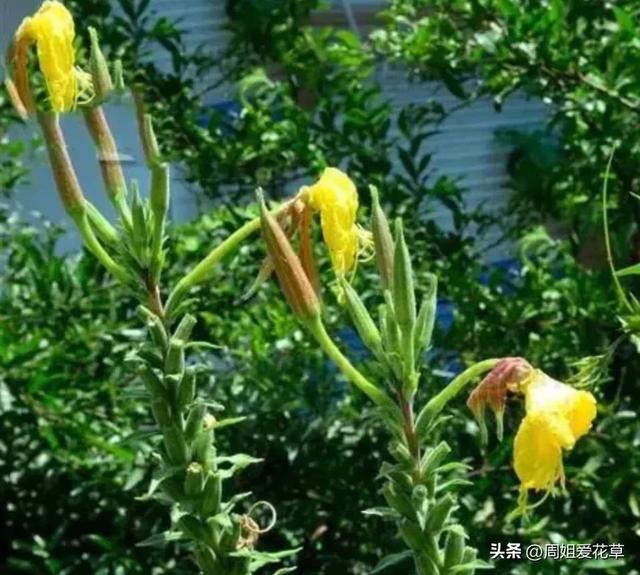 夜间开放的香花——夜来香