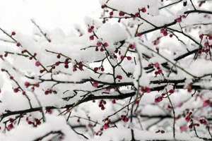 梅伯(梅伯为纣王所醢，后世子孙以封邑为氏)