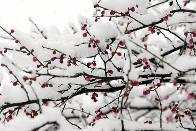 梅伯为纣王所醢，后世子孙以封邑为氏