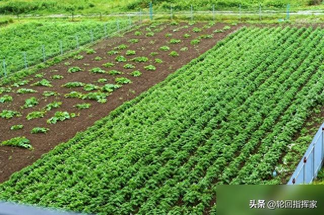 苗子出现旺长怎么办？作物如何安全的控旺，用什么控旺剂效果好？