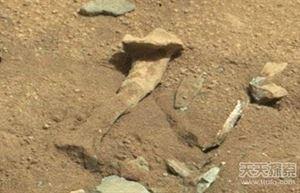 世界25大悬谜：沙滩现数十亿不明生物