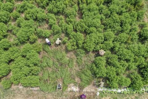 世界防治疟疾日丨中国向疟疾说“不”