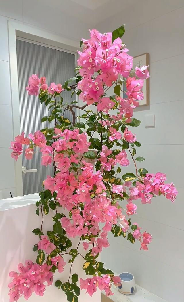 三角梅界的“劳斯莱斯”，一树多少花，连续开三季，养过的都夸！