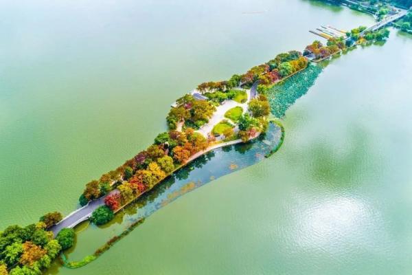 一到秋天，南京就美成了金陵！赏秋大幕已经拉开