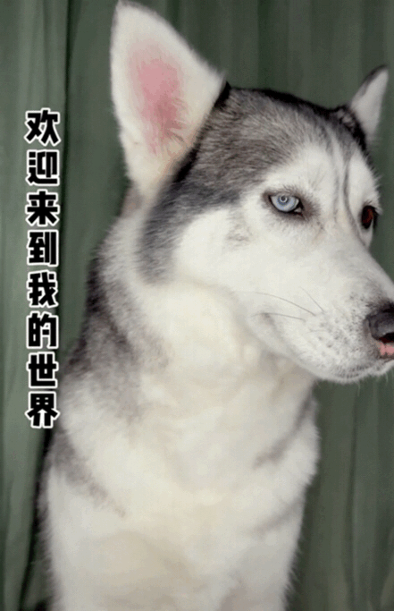 走红抖音的“缅甸北部”，为何惹争议？