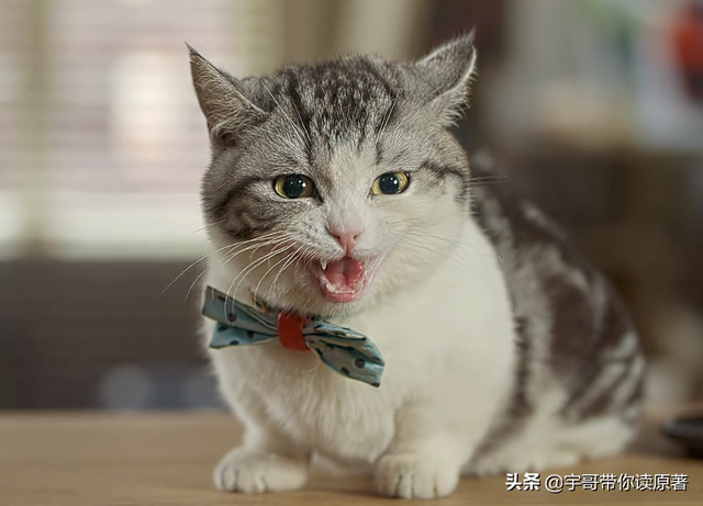 《爱上特种兵》圆满大结局：梁牧泽升上校，与夏初修成正果