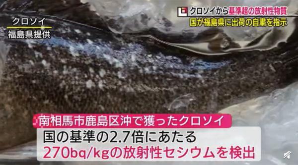 日本还要为排污诡辩吗？福岛鱼亲自下海打脸了