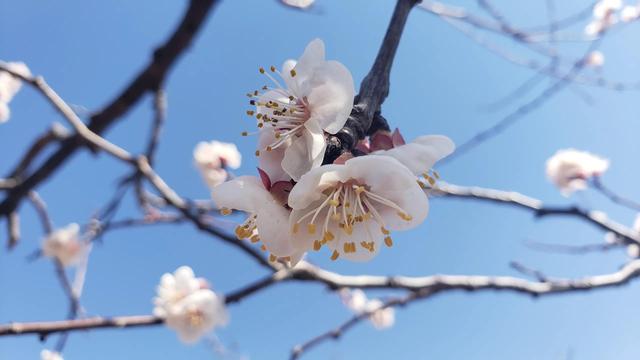 散文:满枝杏花一树香