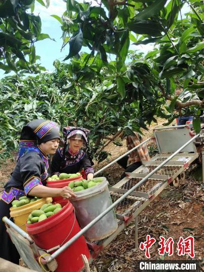 广西百色芒果丰收 山地“小火车”解决运输大难题