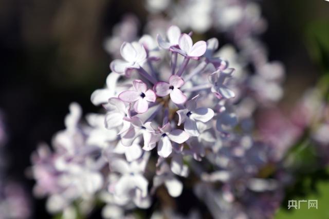 五月，丁香开满“丁香城”