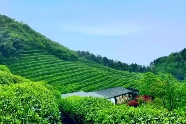 诗坛佳话｜​龚红：春风惠我