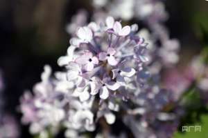 五月丁香啪啪(五月，丁香开满“丁香城”)