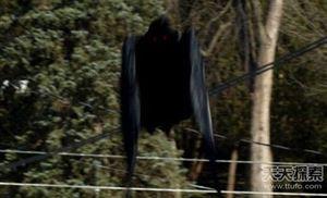 世界25大悬谜：沙滩现数十亿不明生物