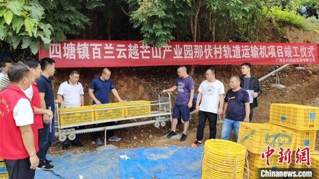 广西百色芒果丰收 山地“小火车”解决运输大难题