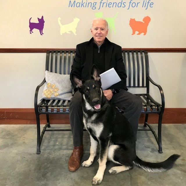 咬伤人被送回特拉华州老家后，拜登：牧羊犬“少校”将重返白宫