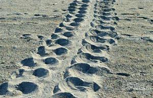 世界25大悬谜：沙滩现数十亿不明生物