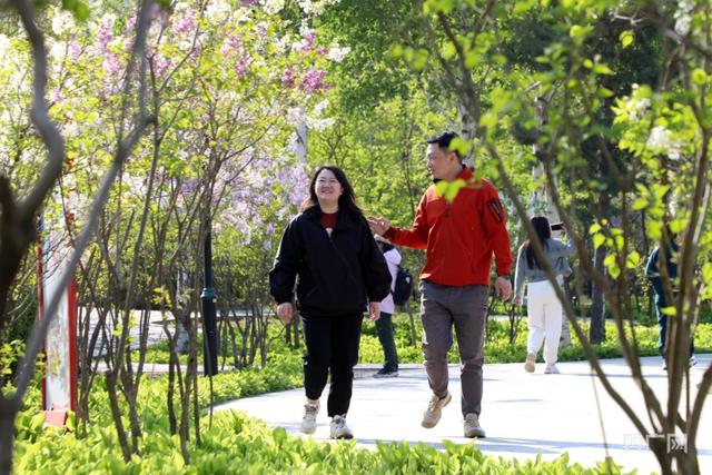 五月，丁香开满“丁香城”