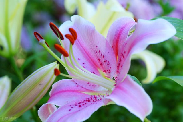 百合百合百年好合