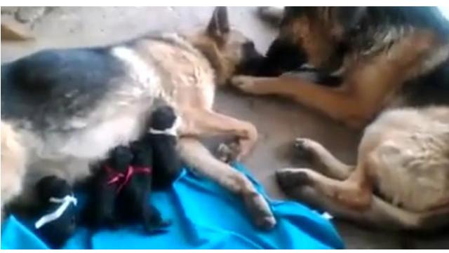 动物眼神里的爱 “迷离” 感情深厚