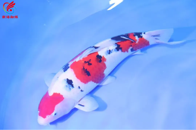 最高奖金6000元！南海花博园邀你拍视频赢大奖！