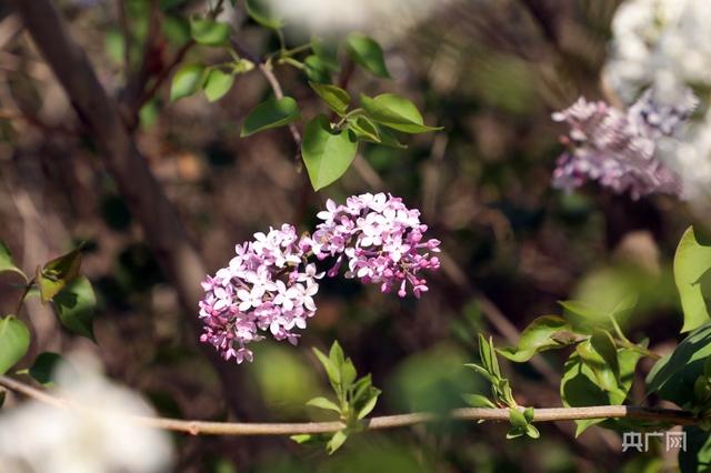 五月，丁香开满“丁香城”
