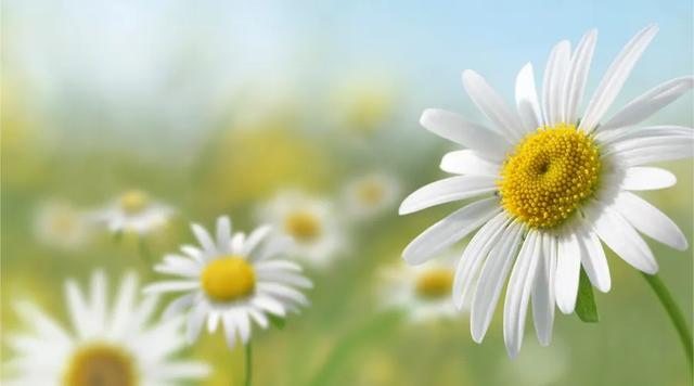 做人最高级的智慧：装穷