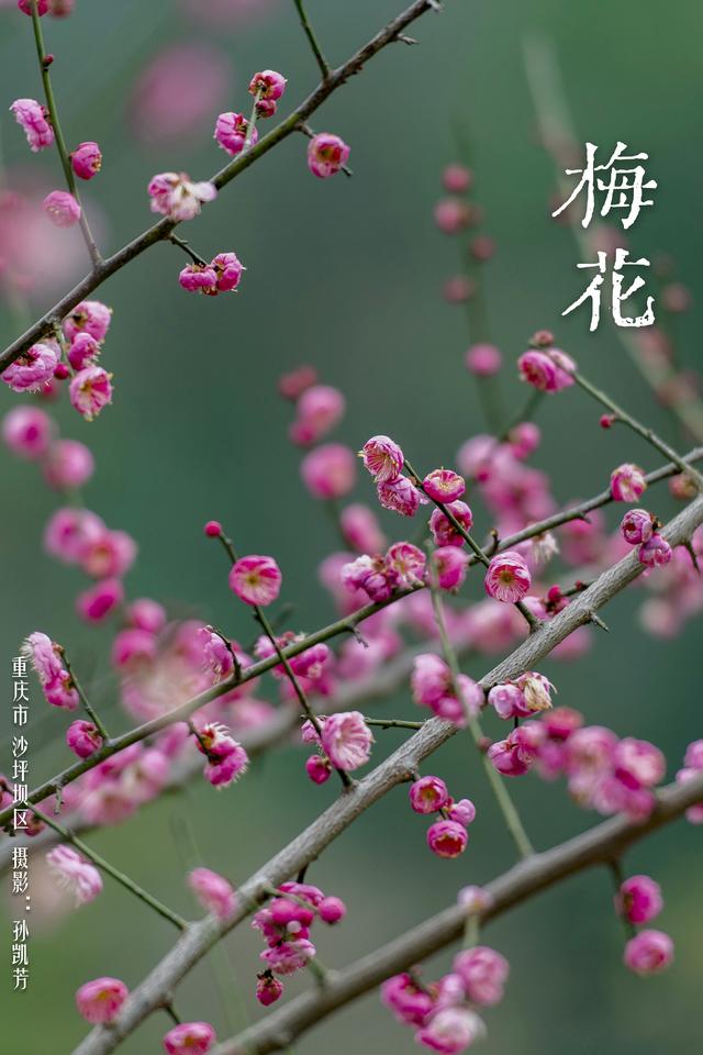 华夏花神·梅花｜红花盛放迎春意，清雅寒香踏雪来