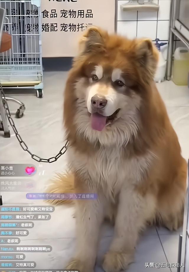 后续！潘宏网红狗艾特洗澡死亡：直播回放流出，拼命挣扎被无视