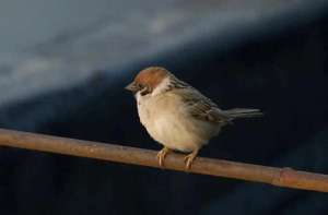 giu(为什么抓到的麻雀，怎么养都养不活？原因终于找到了)