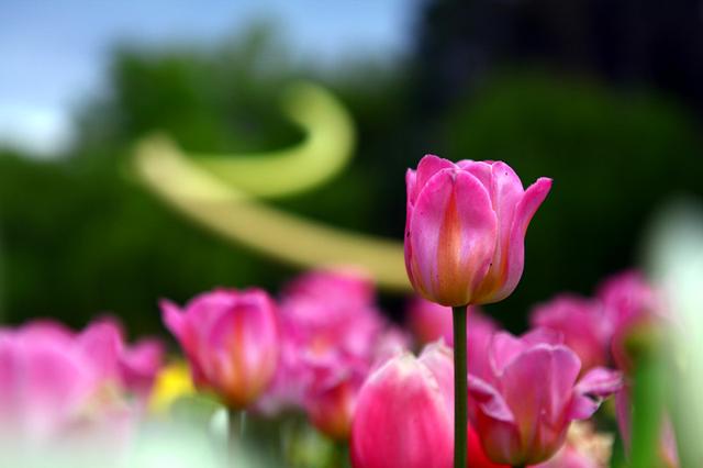 Floriade, 花都开好了