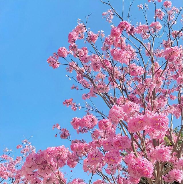 分享一些优秀的短剧剧本，以供参考