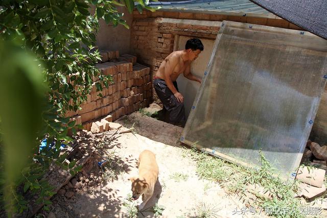 农村蝎子王,15天抓了20多斤野生蝎子能赚8000多元