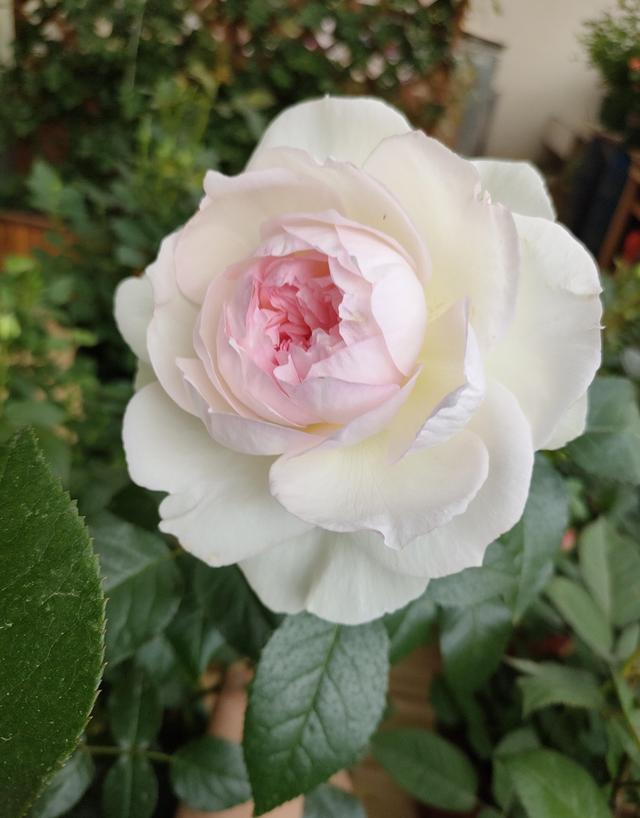 月季界的“仙女”—波莱罗，仙气十足，浓香四溢，高层阳台也能养