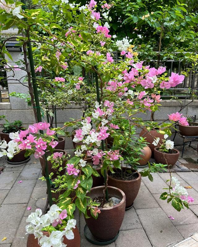 三角梅界的“劳斯莱斯”，一树多少花，连续开三季，养过的都夸！