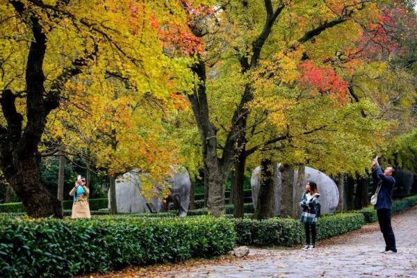一到秋天，南京就美成了金陵！赏秋大幕已经拉开