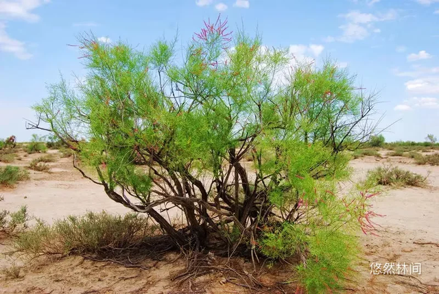 一缕夜色·满怀激情