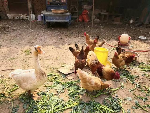 乡村纪事:我的贤妻——春兰